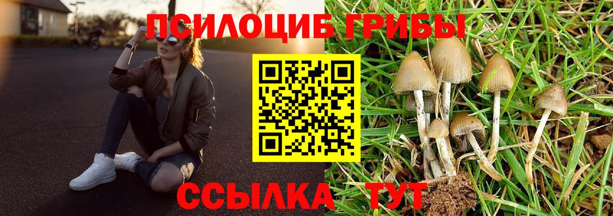 Владимир  Галлюциногенные грибы Psilocybe  Галлюциногенные грибы Cubensis  Вход с VPN 